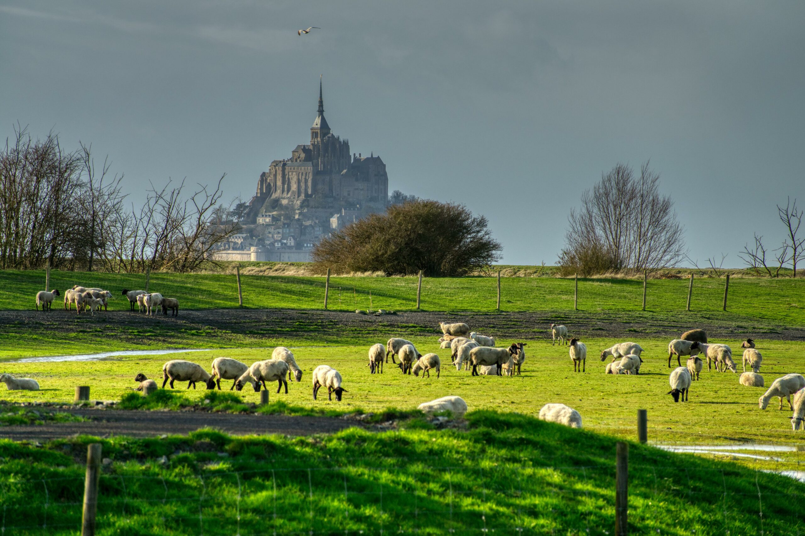 Territoires, action publique et développement local